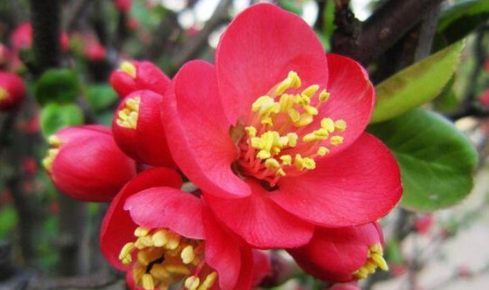 4种花养在家里,变成开花机器,四季繁花似锦,寓意也是超好的