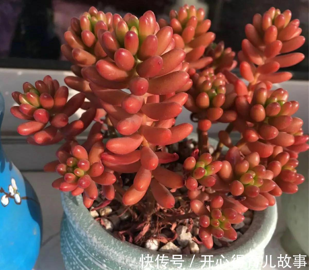 多肉能不能淋雨，真正懂的人并不多，别再傻傻避雨