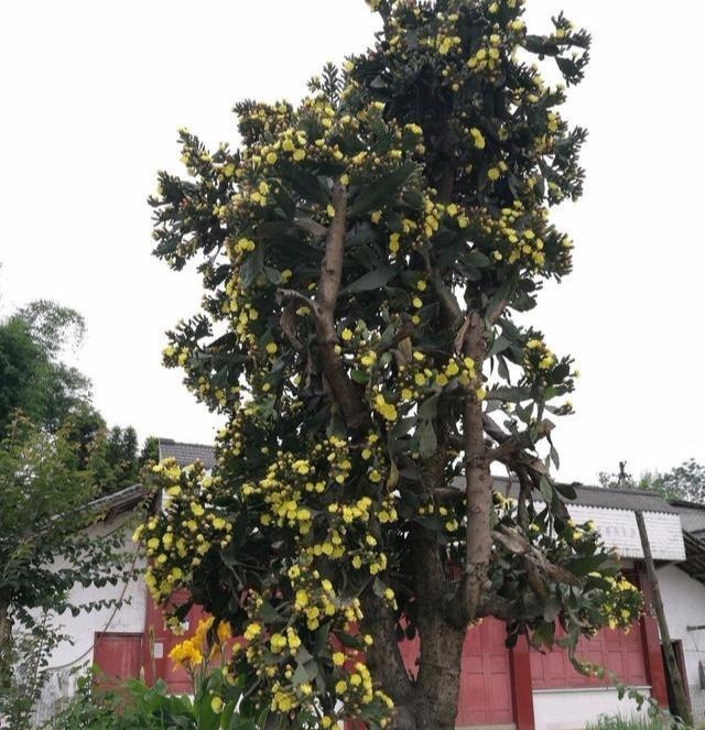 仙人掌养10年,长成老果树,挂满“火龙果”,能摘20斤