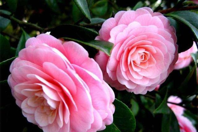茶花、月季是南方的植物,养护时该用什么土壤酸性还是碱性