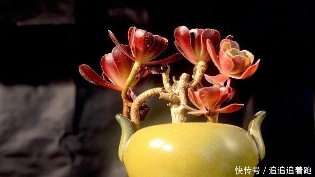 多肉植物夏天要断水处理不好,小心多肉集体阵亡