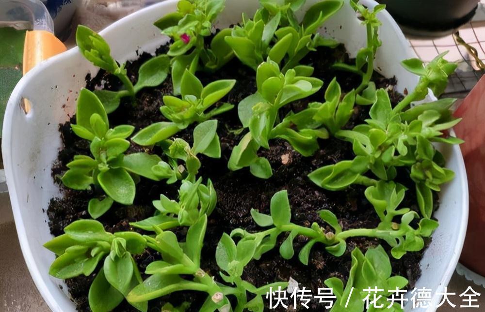 小吊兰|9一10月,别忘记“扦插”这些花,“温度”适宜利于生根