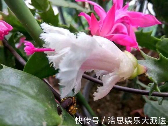 仙人掌|怎么知道仙人掌嫁接的蟹爪兰已经存活嫁接蟹爪兰提高成活有绝招