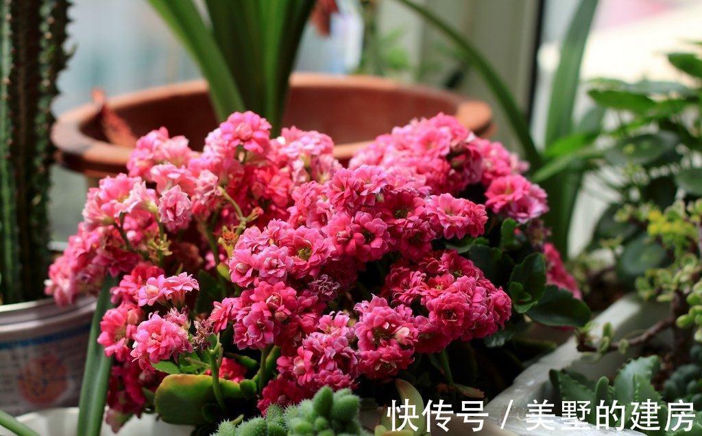 喷雾|养花,浇水可早上浇,傍晚的时候喷雾一次,缓解干燥