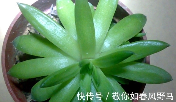 松树类|瓦松?是不是以为是松树,那就错了,它长得可是很可爱的