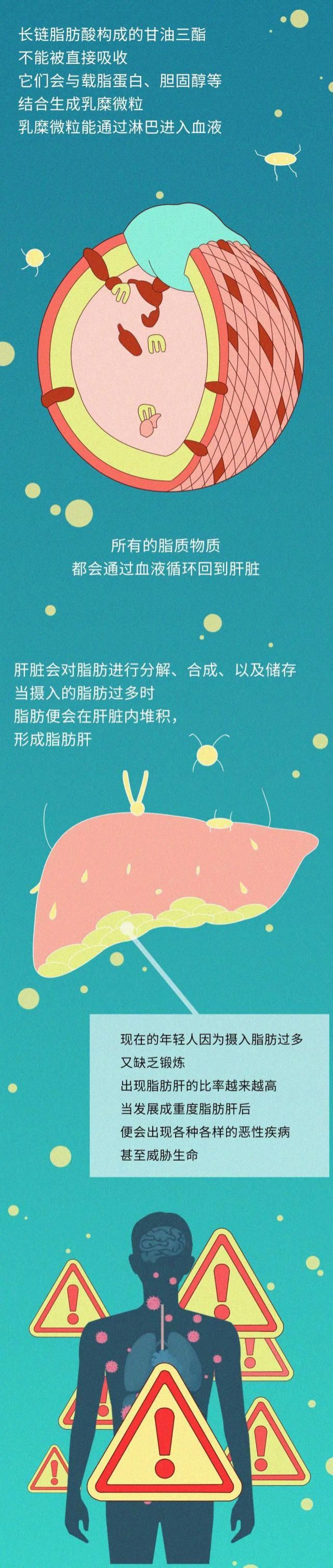 这就是脂肪危害健康的证据