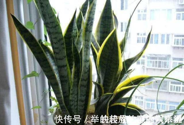 虎皮兰2年不“窜芽”,因为你没有“扒土”,你一个月扒一次试试