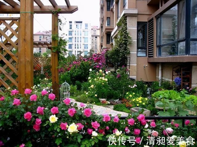 月季|三楼奶奶不让我在一楼种花,事情解决了,出乎意料的让人难受