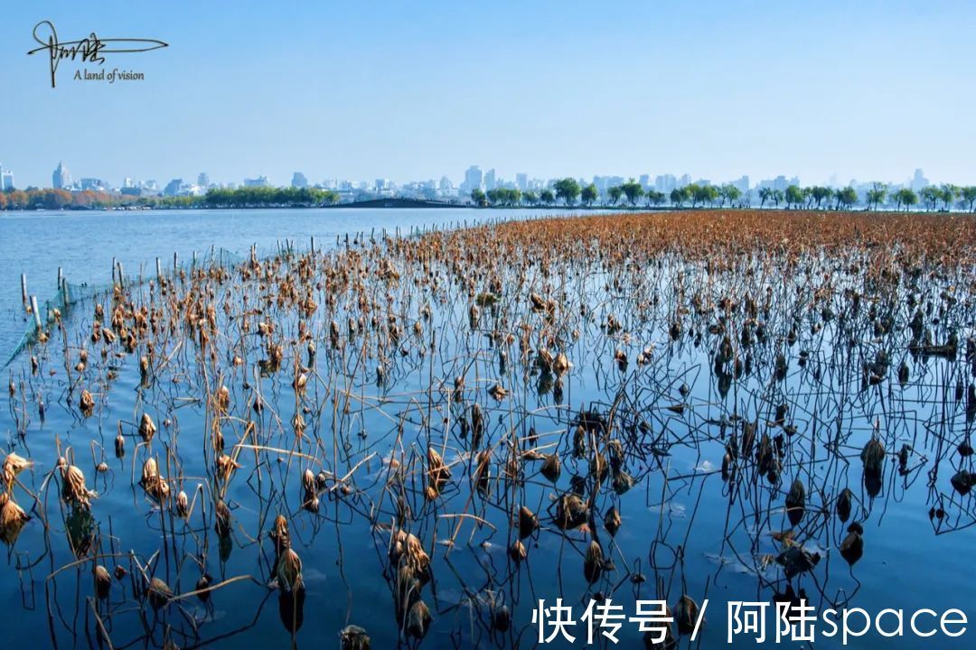 散散步|杭州的冬天只要没有积雪，西湖风景总不缺绿意盎然