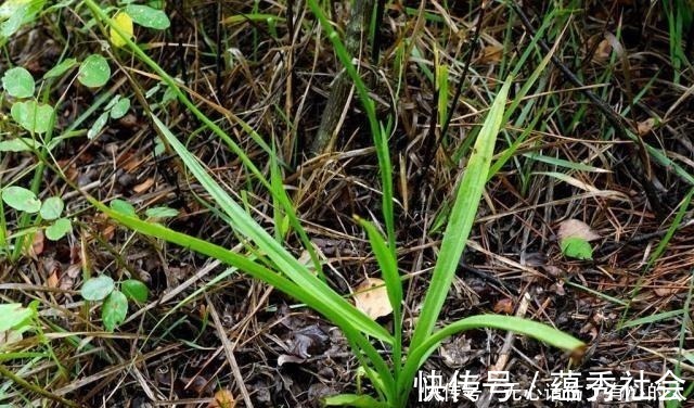 野草|农村一种奇草，蛇见到就怕，人称“蛇崽草”，民间常用来煲鸡汤