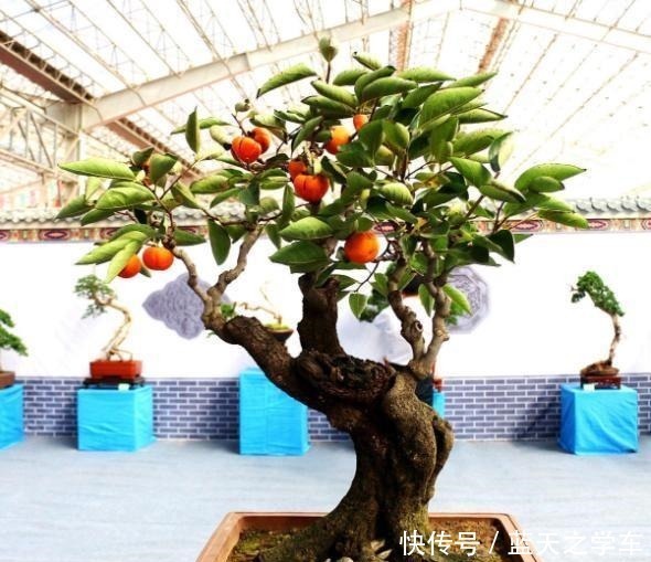 观果类|这个盆景和金弹子一样漂亮,就是还没开始养,市场前景好,能收藏!