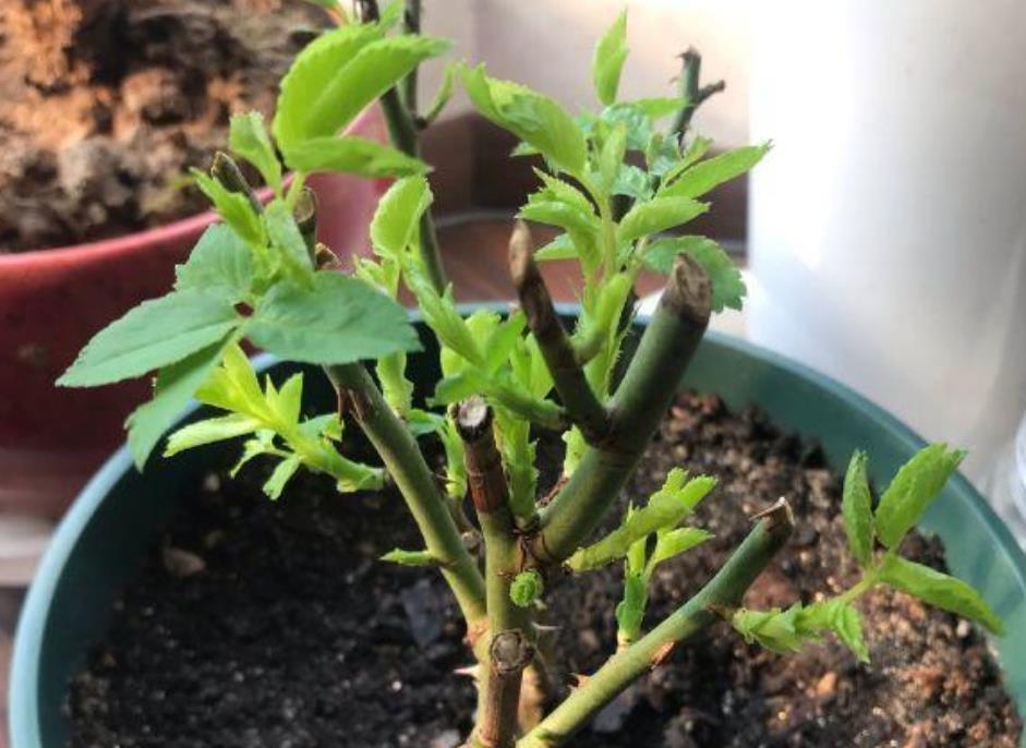 大学问|别小看养花,光修剪就是一门大学问!