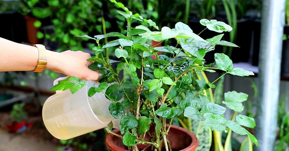 花盆里加几滴“它”，月季，茉莉，栀子花再也不黄叶