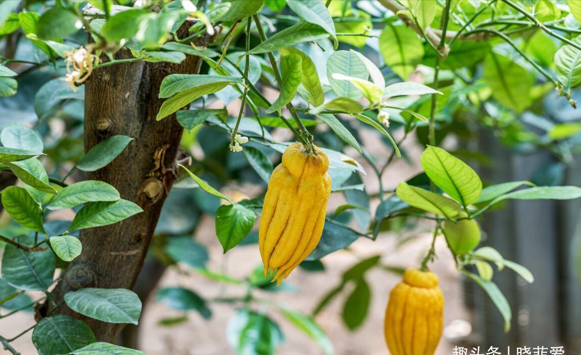 佛手|院子里适合种7种“镇宅树”,随便种一棵,“旺财添福”更旺家