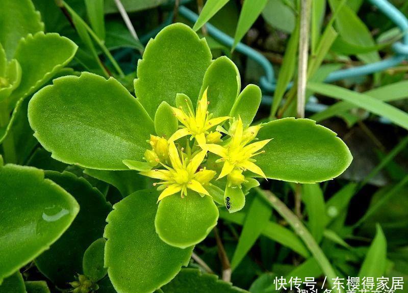 春夏季节开满金黄色花朵的三七景天,很好养的多肉,基本零难度