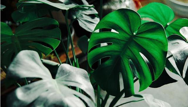 春节必买的5种花,每1种都很好看很喜庆,欢欢喜喜过大年