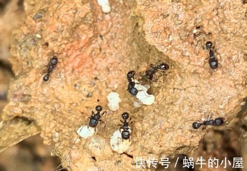 蚂蚁|6种土壤,养花害处大,是黄叶烂根的“罪魁祸首”