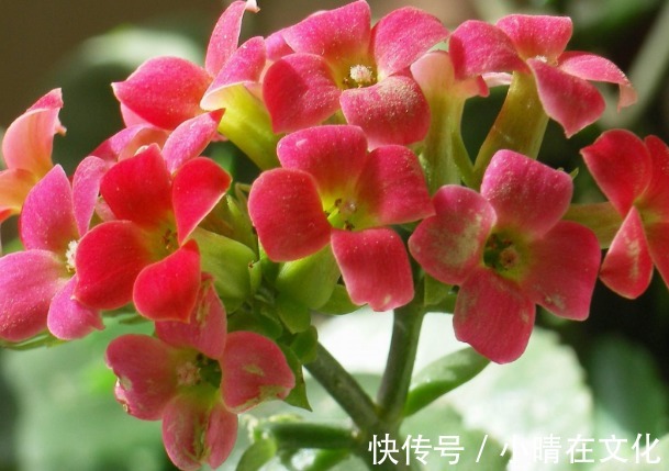 阳台种这些花朵，漂亮好养易爆盆，花开成瀑布，花朵稠密惹眼