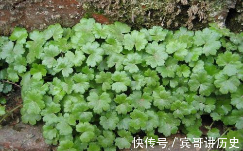 久咳|久咳不止，不要不停吃药，不妨试试此野草，化痰止咳，早知早受益