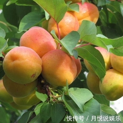 猕猴桃|不骗你,路上碰见这种树苗,多挖几颗回家种,来年就换宝马