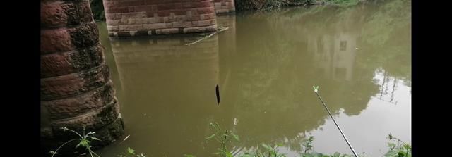 鱼钩|野钓时时有惊喜,闷杆钓居然上奇货,惊喜惊喜