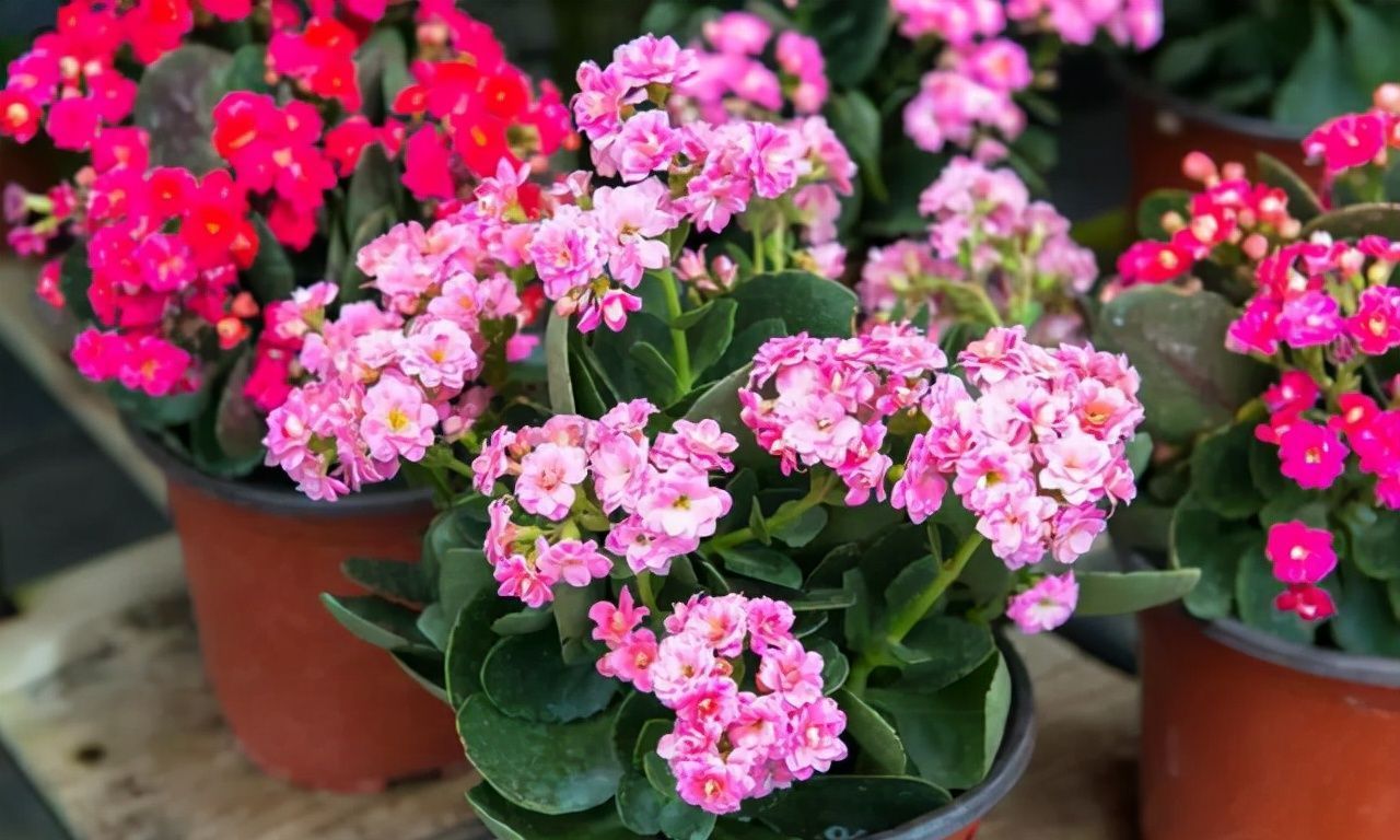 长寿花总“装菜”，赶紧“虐一虐”，加快分化，开春就能闻到花香