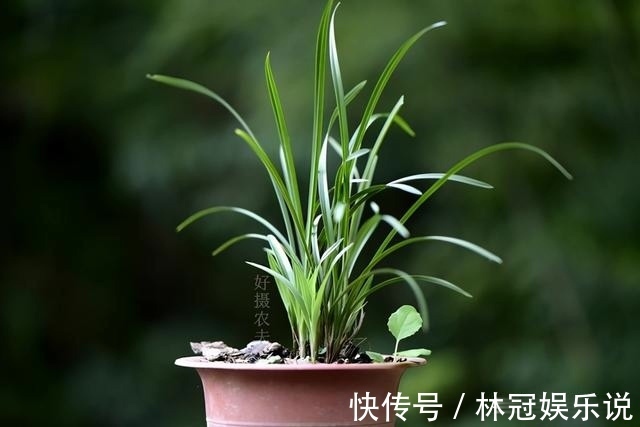 观赏价值|兰花怎么修剪整容三步骤三注意,兰友掌握就不难