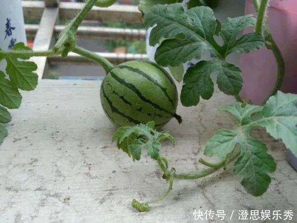 夏天吃水果，“留个籽”撒盆里，10天发芽变盆栽，养好摘果1篮子