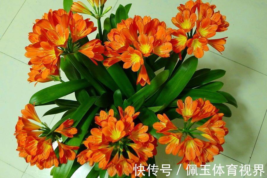 透气性|想要君子兰一花多箭，现在就得做好养护，背熟5句话，用上就管事