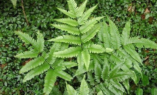 蕨类植物|井边一种草，过去当菜吃，现在当花养，殊不知，小孩吃了能益智