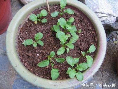 好吃|用了45天时间,在阳台种了“2盆”萝卜,好看又好吃