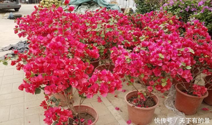 养护|涨知识!邻居奶奶养三角梅,全靠抓住这3点