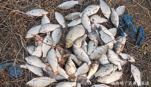 麦粒|推荐的两款自制麦粒饵，钓鲫鱼很好用，而且小鱼不闹窝！