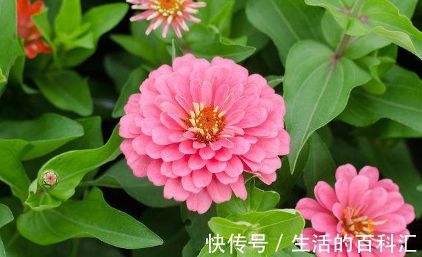 花卉|8月20日-9月4日,庭院选这几款花,喜庆又艳丽,个个开花漂亮