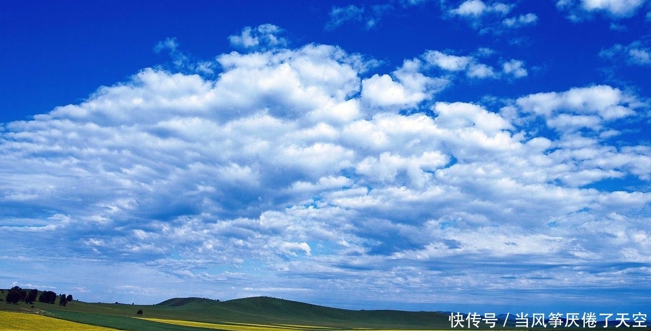 凤凰树|属于夏天的凤凰树