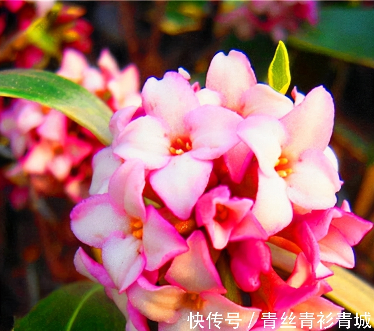 金边瑞香“越冷”开花越香浓,冬天做好4件事,满盆都是吉祥花