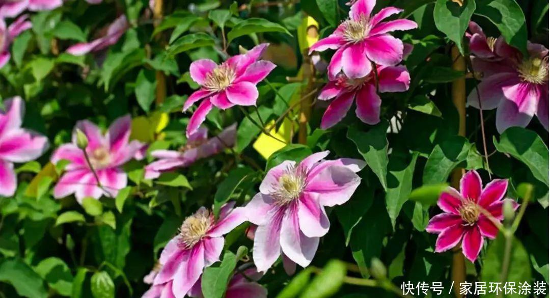 10种适合秋天移种的爬藤花，养1年就能爬满墙