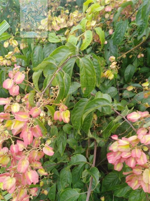 银屑病|山砒霜，见过吗？治类风湿性关节炎、红斑狼疮、银屑病