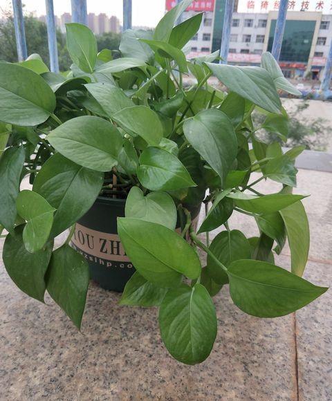 家里有“尿素”,可不可以用来养绿萝、吊兰小花匠是这么用的