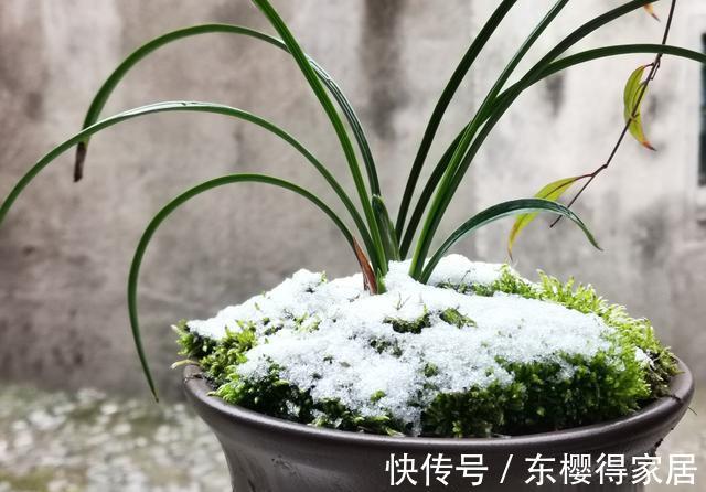 兰花茎腐病|兰花茎腐病和软腐病发生后,出现这种现象,就可以处理花盆了