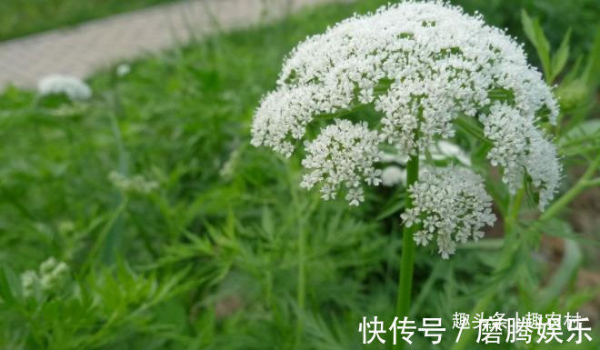 蛇莓|小时候常见又叫不上名的植物,终于知道叫啥了,太全了