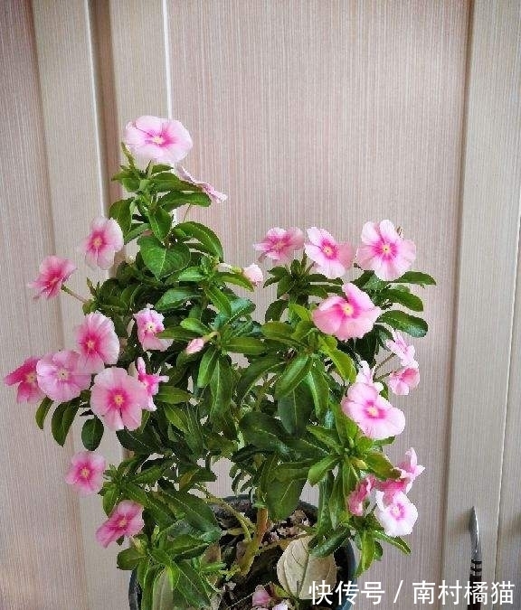 家里养盆“干净花”,一年四季不招虫,开花也多