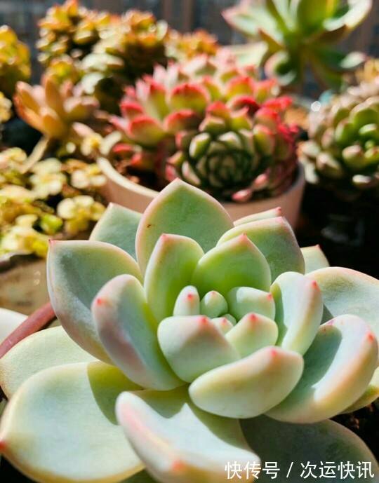 多肉越长越瘦,都怪你不会养,2招就能胖起来!