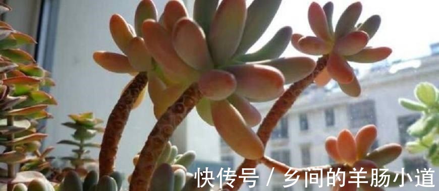 多肉徒长 砍头后这样去预防 你也能养好多肉植物 粉紫色 多肉徒长 砍头后这样去预防 你也能养好多肉植物 粉紫色