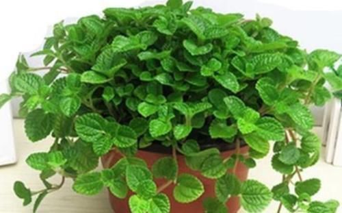 吸毒草|家里就养3种花,耐旱又耐晒,财运爆发,事业风生水起!