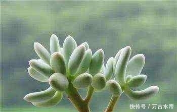 肉友|多肉植物不养肥不好看,看看资深肉友的养肉经验