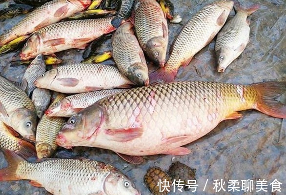 鱼肉|市面上“卖不掉”的死鱼去哪了?商家不小心说漏嘴,多数人都吃过
