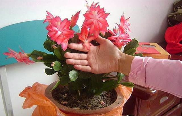 尴尬了!嫁接几个月的蟹爪兰,就是不生长,原来要用“它”才行!