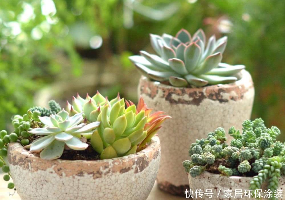 新手养多肉要注意,这2个坑要小心,不然养不好多肉