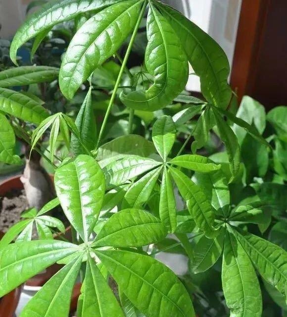 到了秋天,1盆水浇花,绿萝、发财树“嗖嗖冒芽”,迅速爆盆